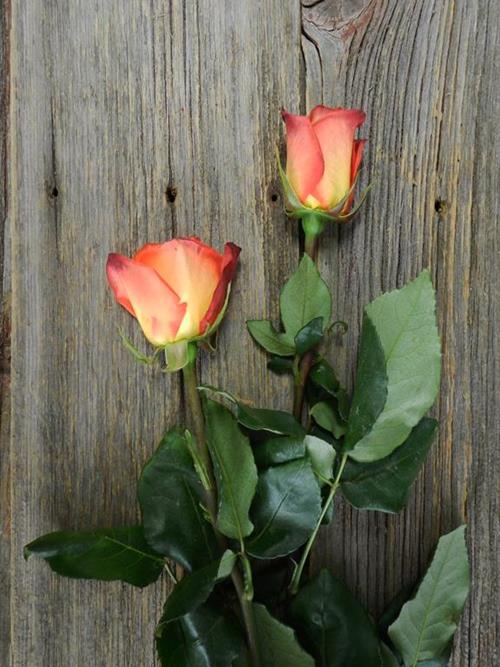 FICTION  BI-COLOR ORANGE/YELLOW ROSES